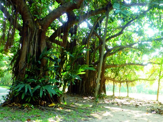 5.深圳红树林自然保护区榕树.jpg